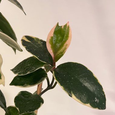 Hoya 'Krimson Queen'