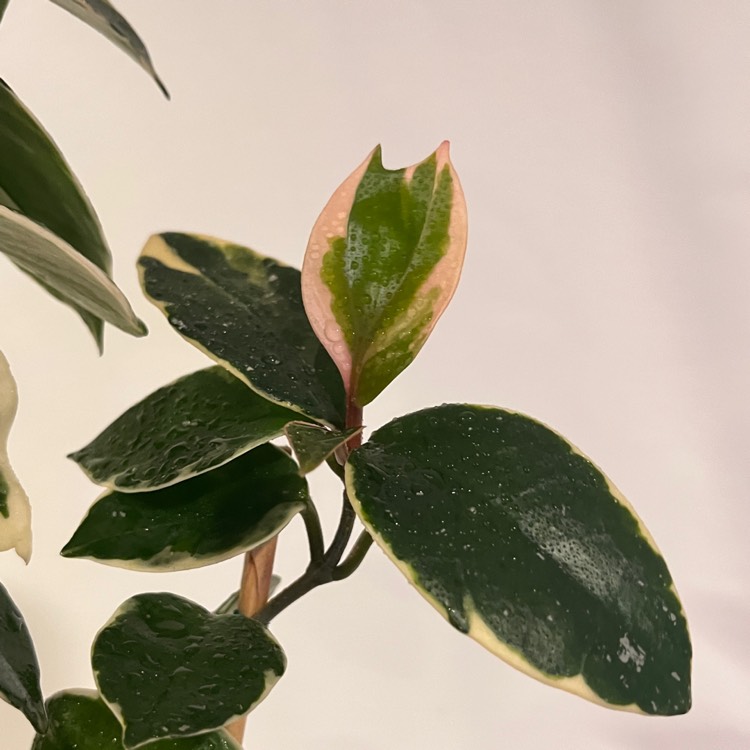 plant image 1682398