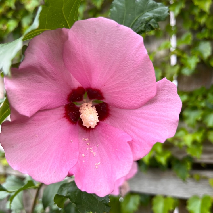 plant image 1682399 plant image 1682399