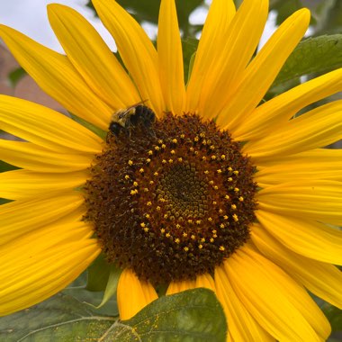 Sunflower 'Giant Single'