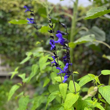 Salvia Black and Blue