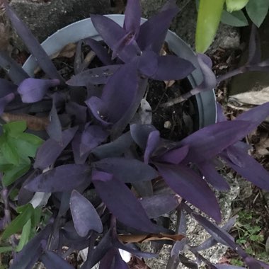 Tradescantia pallida 'Purpurea' syn. Tradescantia pallida 'Purple Heart'
