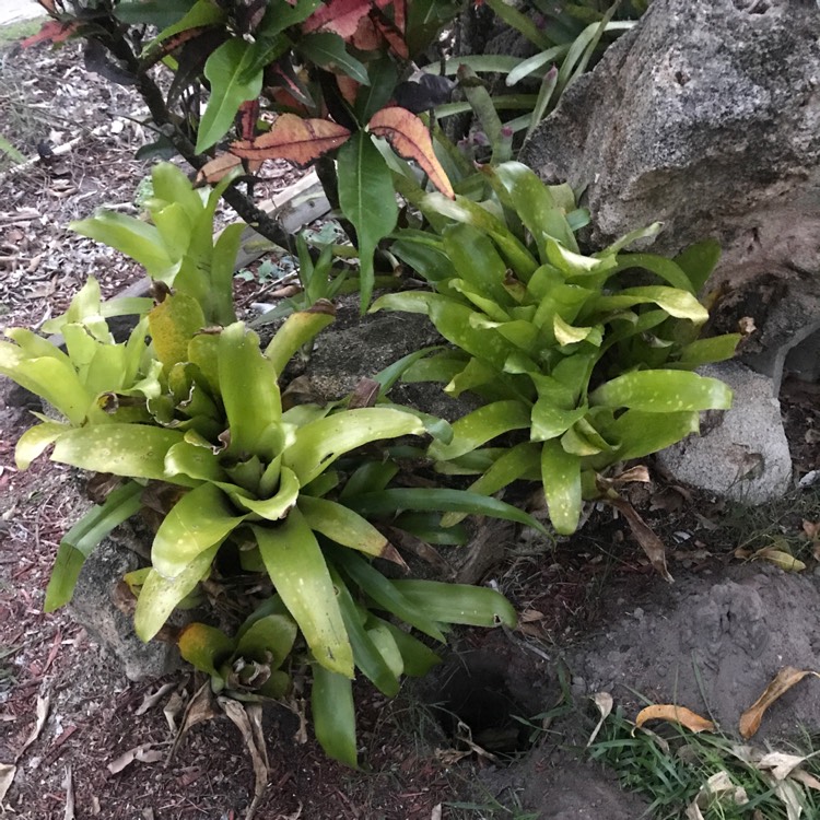 Plant image Vriesea 'Philippo Coburgii'