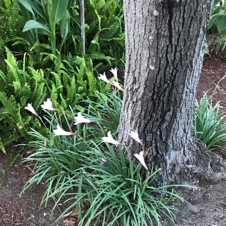 Plant image Zephyranthes rosea