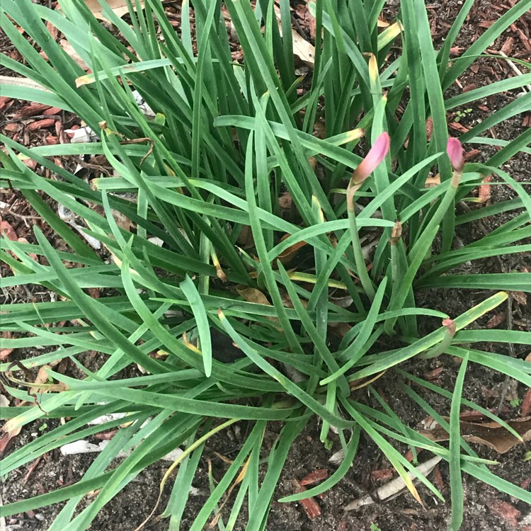 Plant image Zephyranthes rosea