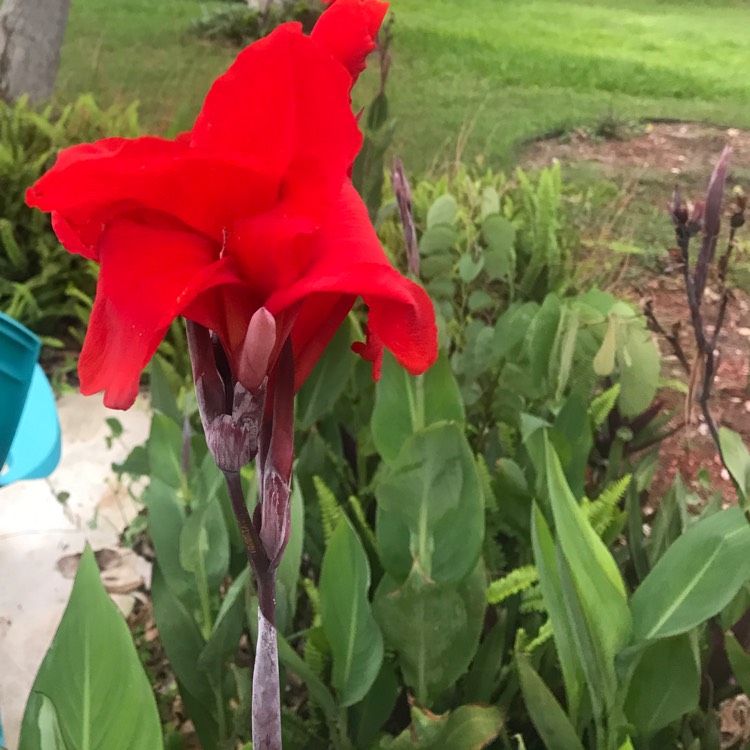 Plant image Canna 'Phasion' syn. Canna 'Durban', Canna 'Tropicanna', Canna 'Inferno'