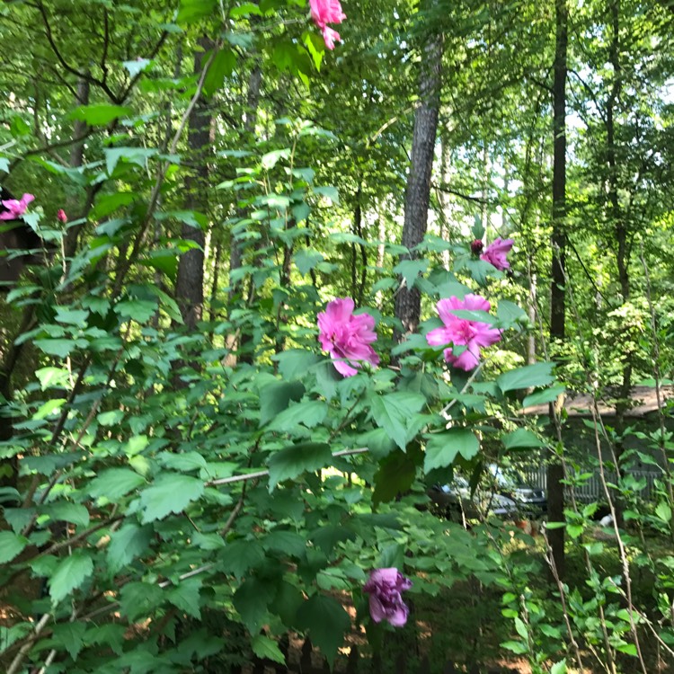 Plant image Hibiscus syriacus