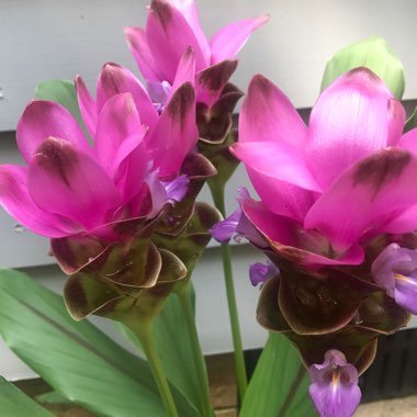Curcuma