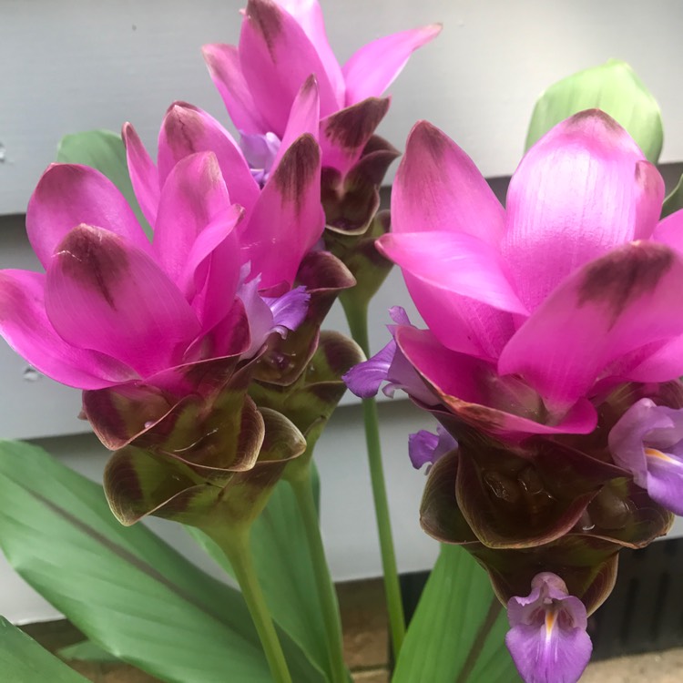 Plant image Curcuma