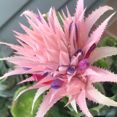 Bromeliad Billbergia 'Platinum'
