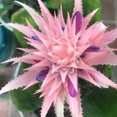 Billbergia hybrida 'Platinum'