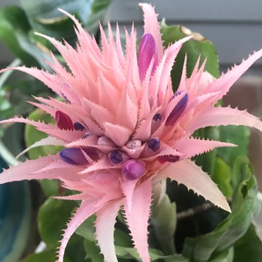 Bromeliad Billbergia 'Platinum'