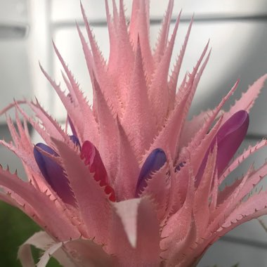 Billbergia hybrida 'Platinum'