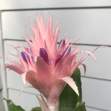 Billbergia hybrida 'Platinum'