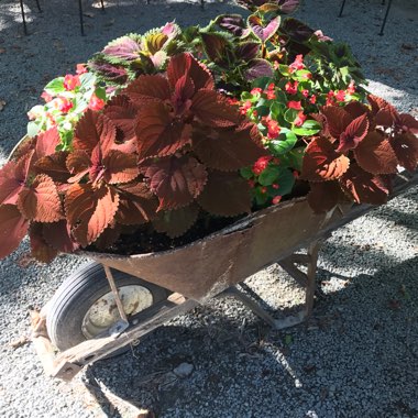 Solenostemon scutellarioides  syn. Plectranthus scutellarioides, Coleus scutellarioides, Coleus blumei