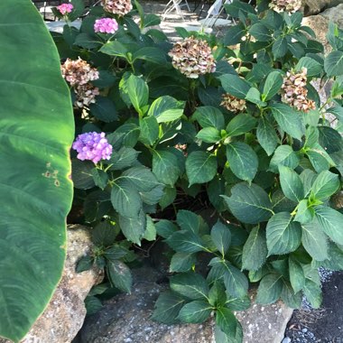 Hydrangea
