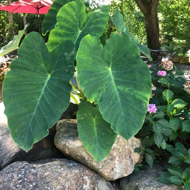 Elephant Ear (Alocasia)