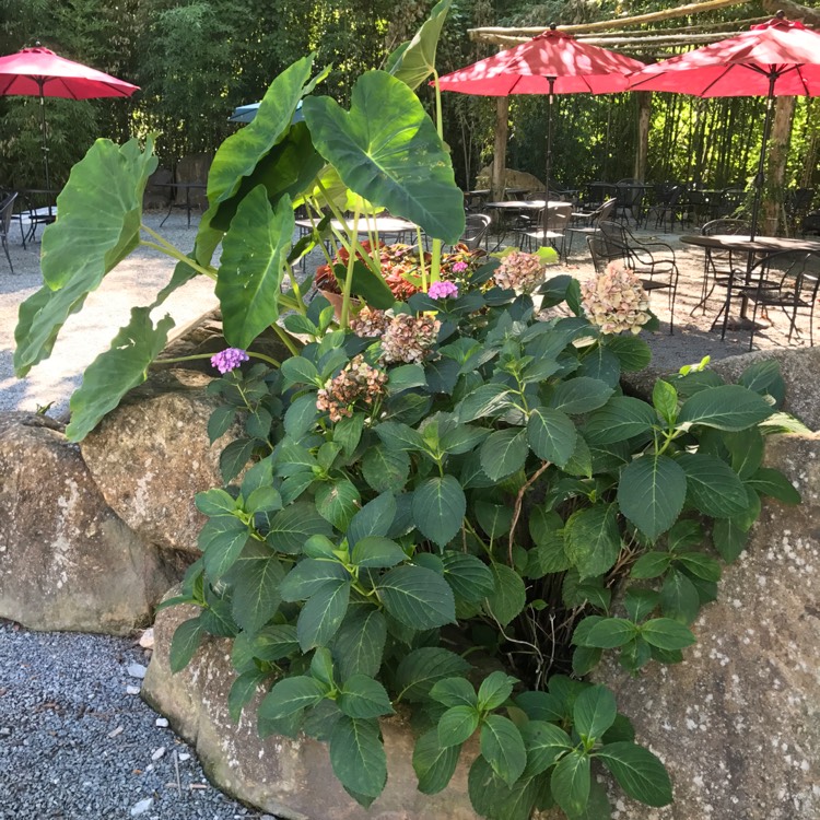 plant image 505556