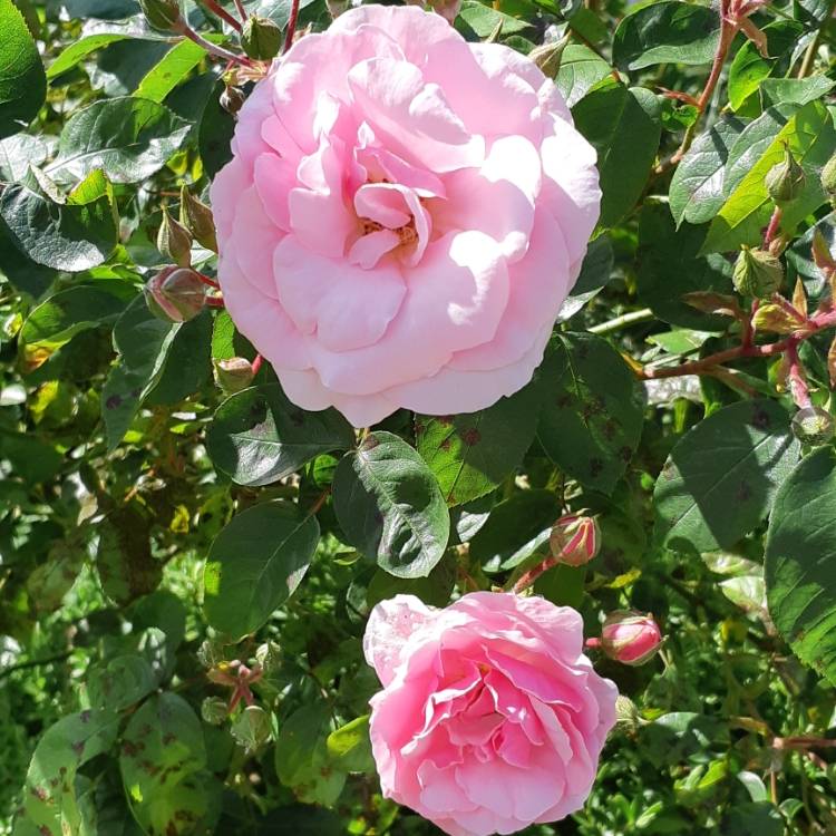 plant image 1066221