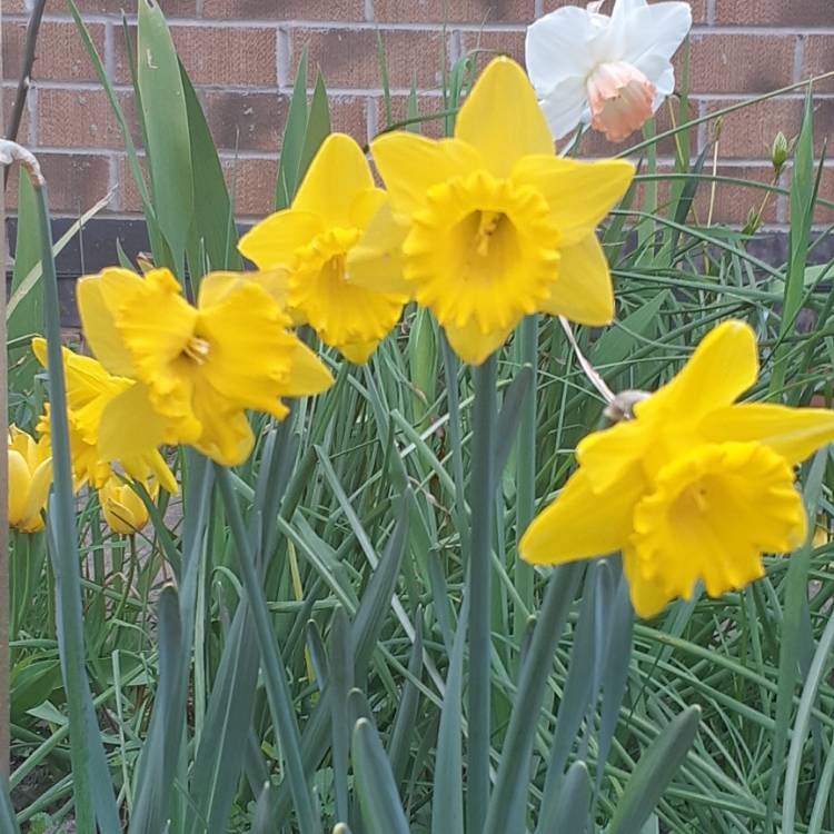 plant image 1258702