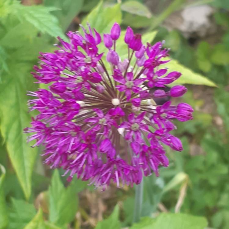 plant image 1280613