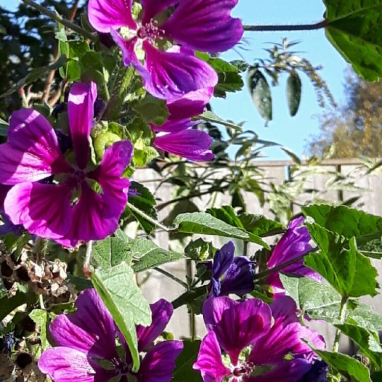 Plant image Malva Sylvestris 'Mystic Merlin'