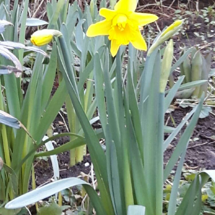plant image 307577