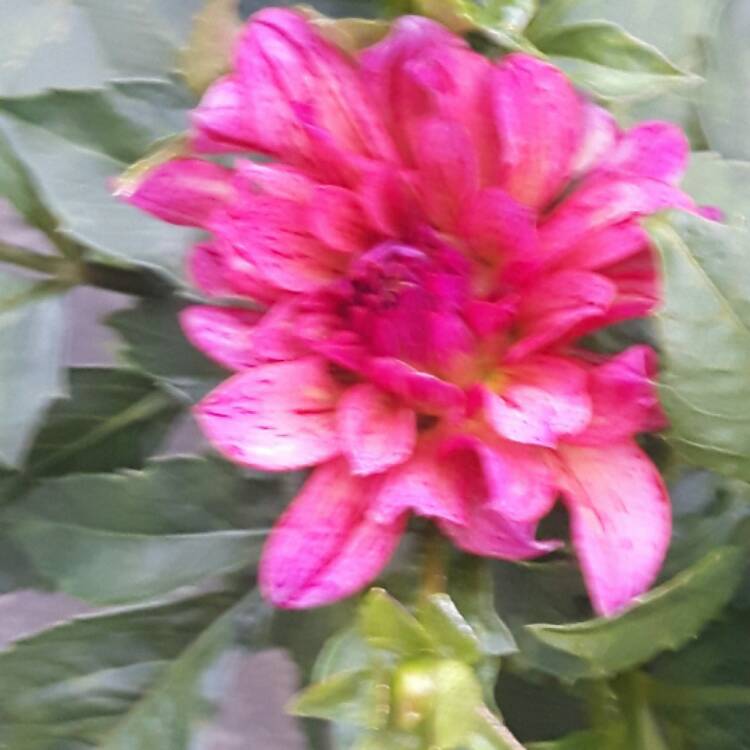 Plant image Dahlia 'Karma Lagoon'