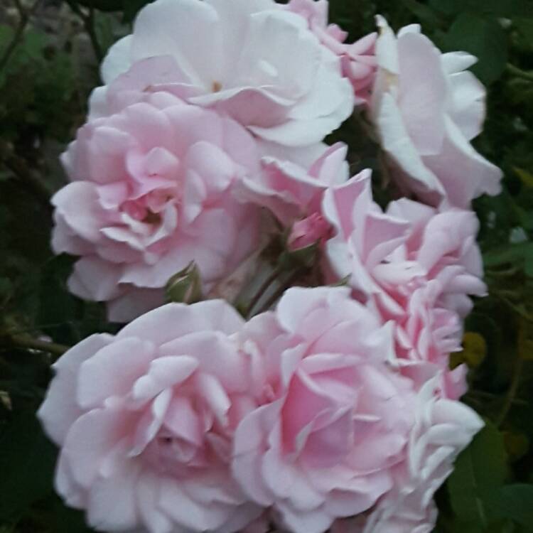 plant image 456016