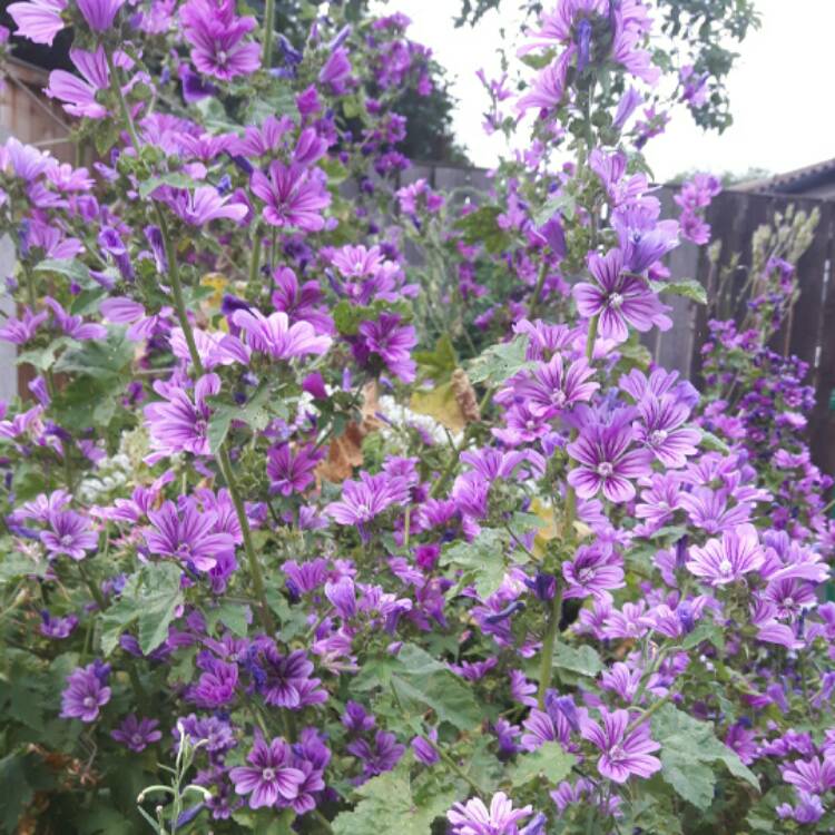 Plant image Malva Sylvestris 'Mystic Merlin'