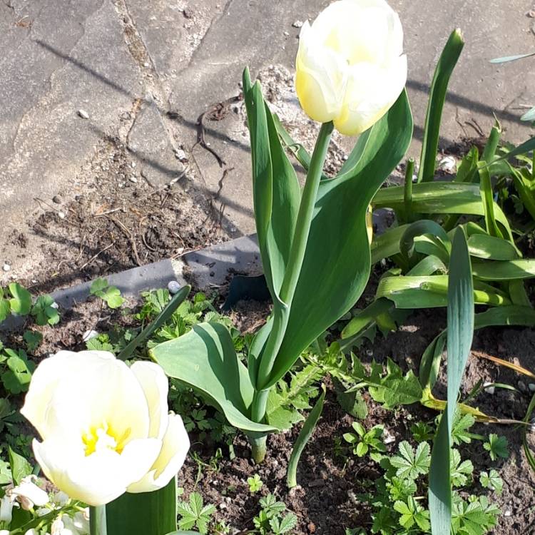 plant image 668174