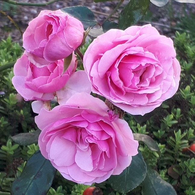 plant image 892358
