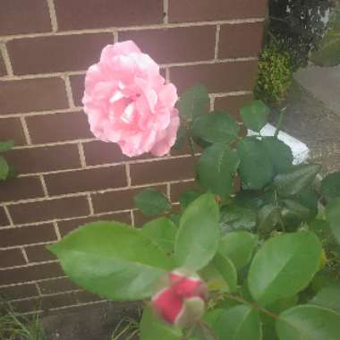 Elizabeth's garden
