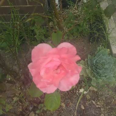 Elizabeth's garden