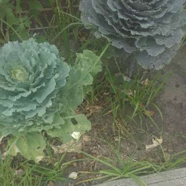 Elizabeth's garden