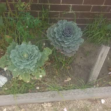 Elizabeth's garden