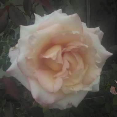 Elizabeth's garden