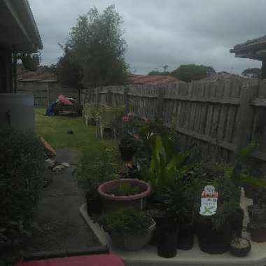Elizabeth's garden