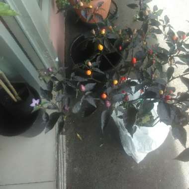 Elizabeth's garden