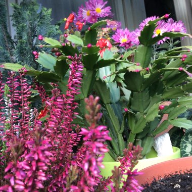 Rumeni's garden