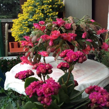 Rumeni's garden