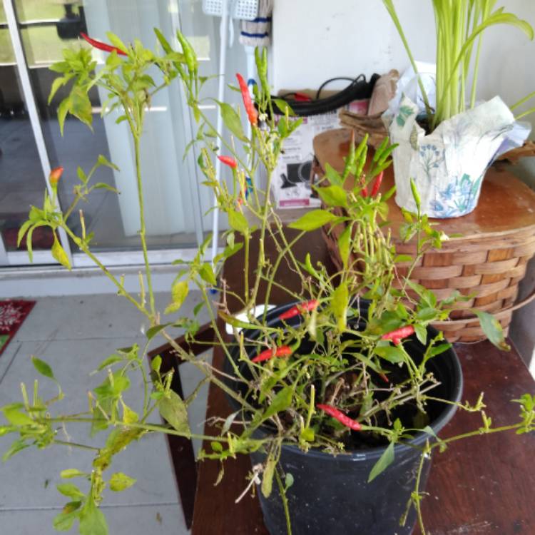 Plant image Capsicum Annuum 'Patio Fire'