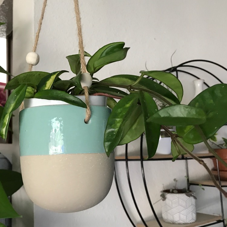 plant image 1123171