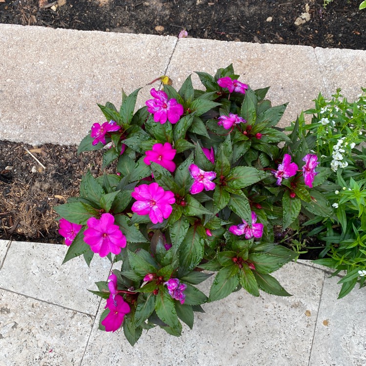 Plant image Impatiens 'SunPatiens® Compact Tropical Rose'