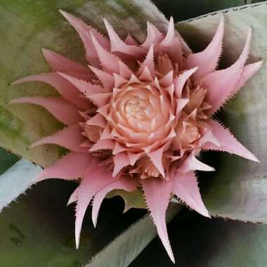 Bromeliad