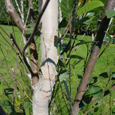 Betula pendula 'Silver Grace'