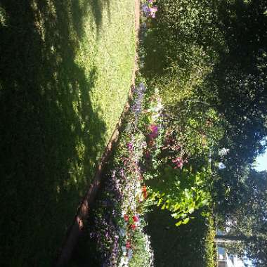 Russell's garden