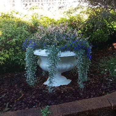 Russell's garden