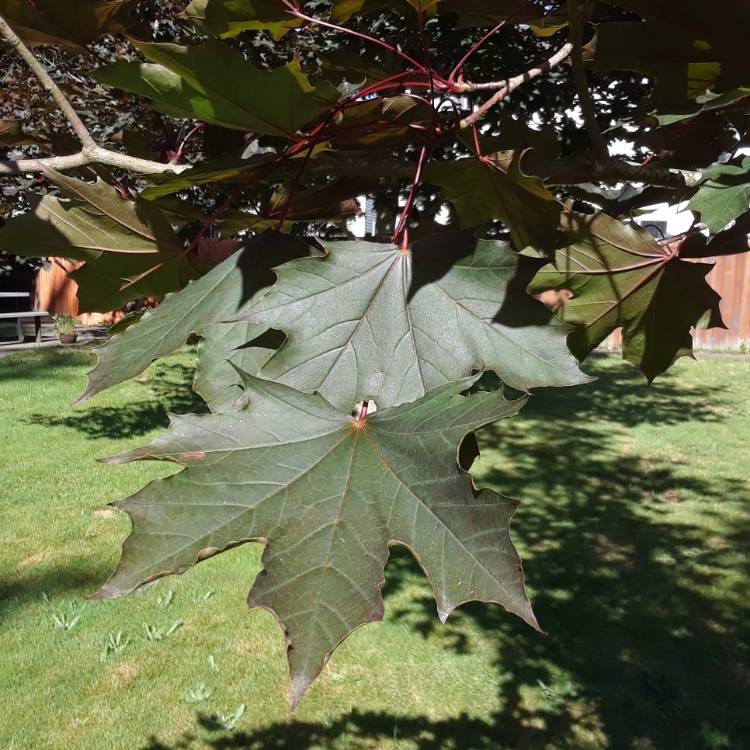 Plant image Acer rubrum
