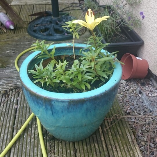 Lily
